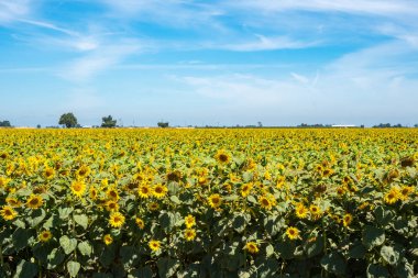 Orta Kaliforniya'da güzel ayçiçeği alanı