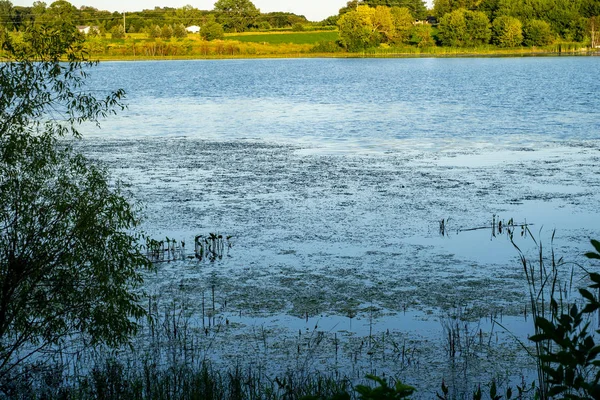 Tarde em Minnesota durante o final do verão ao entardecer, com muitas algas — Fotografia de Stock