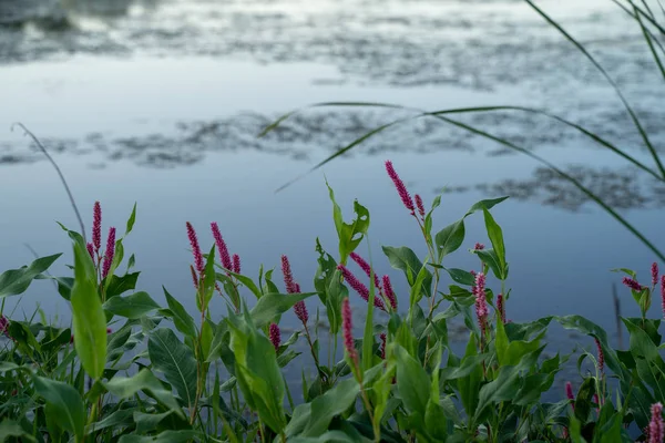 Grama de salgueiro (persicaria amphibia) crescendo em um lago raso. Ta — Fotografia de Stock