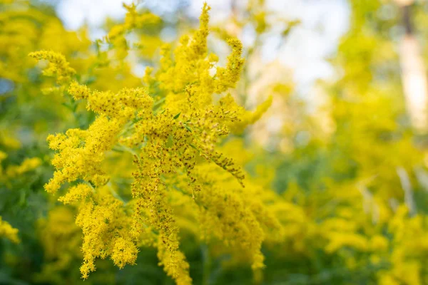 Сосредоточение внимания на канадском полевом цвете Голденрод, полезном для бэкгро — стоковое фото