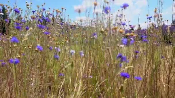 混合野花和华丽的草草在微风中轻柔地吹拂的草地 — 图库视频影像