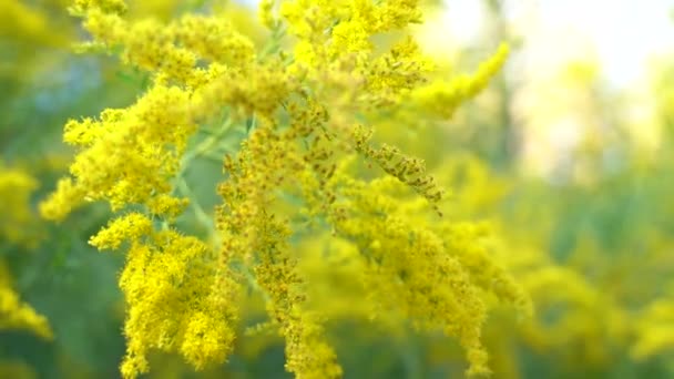 カナダ ゴールデンロッド ソリダゴ カナデンシス の花のクローズアップ映像は 風の中で柔らかく動いています 被写界深度の浅い — ストック動画