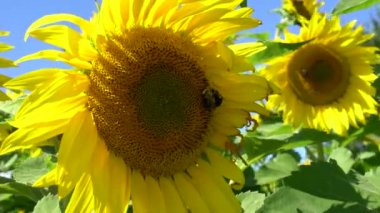 Arılar 4k bir ayçiçeği tozlaşma