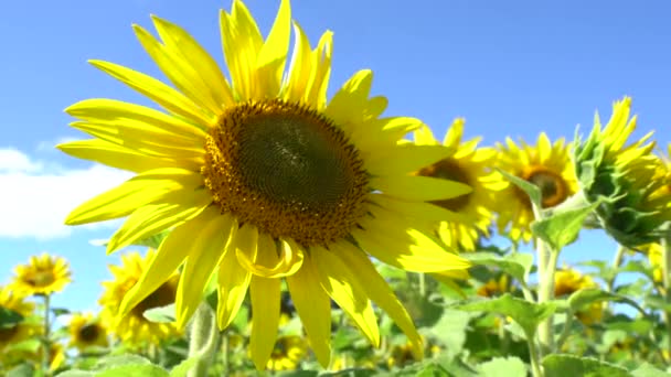 Gran Ángulo Tiro Girasol Amarillo Brillante Campo Día Soleado — Vídeos de Stock