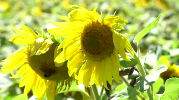 Beau tournesol jaune vif souffle dans la brise calme par une journée d'été ensoleillée 