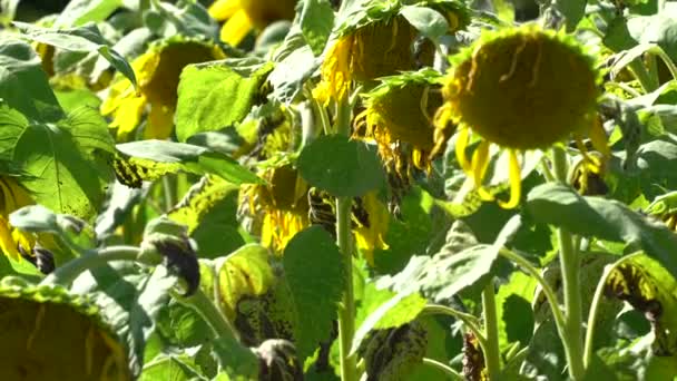 Beautiful Bright Yellow Sunflower Blows Calm Breeze Sunny Summer Day — Stock Video