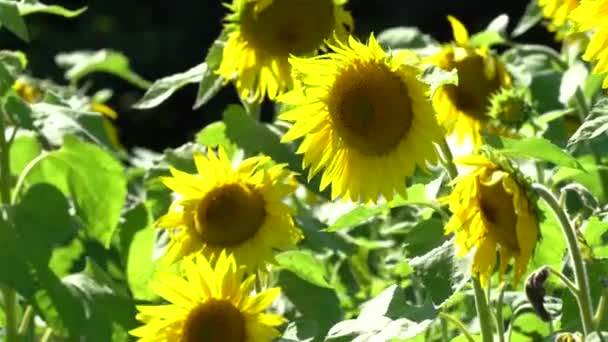 美丽的亮黄色向日葵在阳光明媚的夏日清静的微风中吹拂 — 图库视频影像