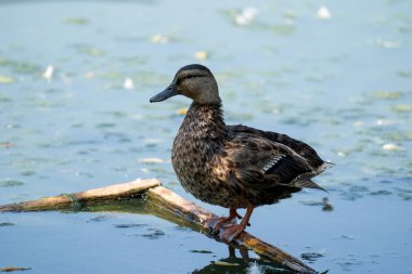 Dişi yaban ördeği bir göletteki bir dalda oturur. Güzel kahverengi 