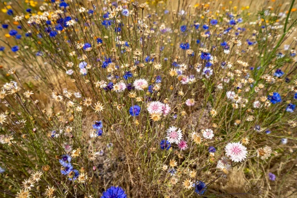Prairie de belles fleurs sauvages mélangées en rose, jaune et violet — Photo