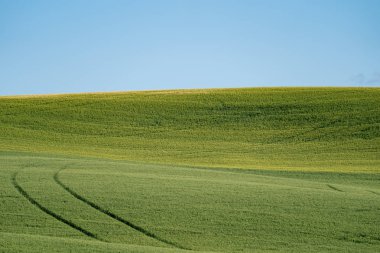 Washington Eyaleti Palouse'da sürülmüş alan, satırları ile