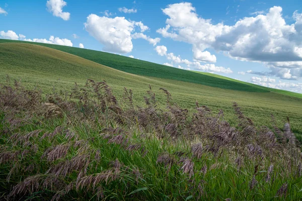 Campos de trigo contra o céu azul na região de Palouse, no leste de W — Fotografia de Stock