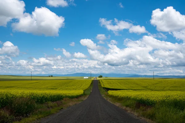 Leading line of a road through a field of mustard plants in the — Stock Photo, Image