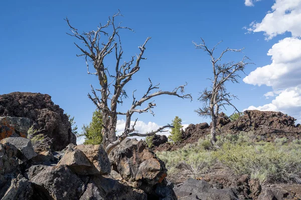 Limber pinos y sagebrush crecen con roca de lava negra en Cra — Foto de Stock