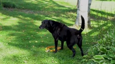 Safkan siyah Labrador av köpekleri işemek için çime işemek için çömelir.