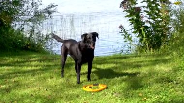 Kara Labrador av köpeği kuyruğunu sallıyor ve sabırla oyuncağıyla gölün kenarında oynamak için bekliyor.