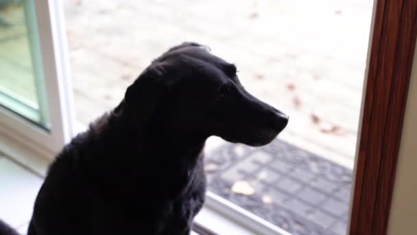 Μαύρο Λαμπραντόρ Retriever Κάθεται Στην Πόρτα Αίθριο Κοιτάζοντας Προς Πάνω — Αρχείο Βίντεο
