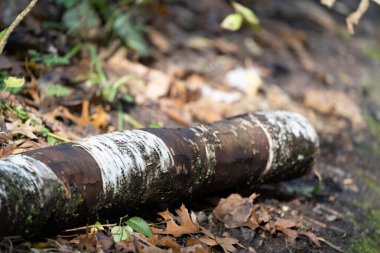 Sonbaharda orman zeminindeki huş ağacının kütüğüne odaklanın.
