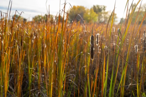 Cattails jiskří v pozdním odpoledním podzimním slunci na venkově Minn — Stock fotografie