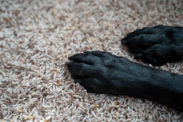 Close-up selectieve focus van zwarte labrador retriever hond poten op — Stockfoto