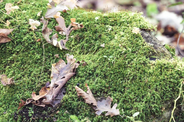 Zelený mech pokryté skály obklopené podzimním listím — Stock fotografie