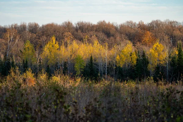 Осенние цвета на листьях деревьев на Верхнем полуострове Мичига — стоковое фото