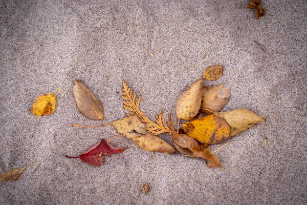 Hojas de otoño en varios colores sentados en la playa de arena —  Fotos de Stock