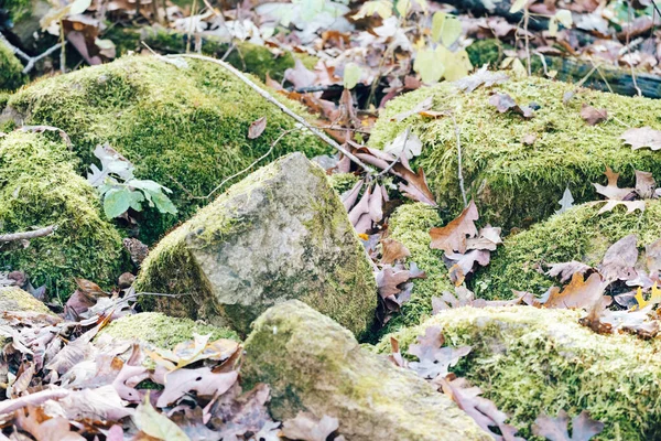 Green moss covered rocks surrounded by fall leaves in autumn — Stock Photo, Image