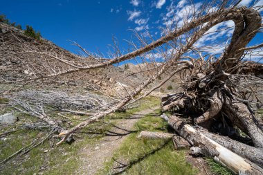 Kaliforniya Sierra Nevada Dağları 'ndaki 20 göl havzası boyunca çılgın görünüşlü ölü ağaç.