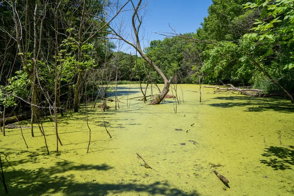 Swamp Bog Algae Pond Scum Overgrown Tree Roots Taken Minneopa — Stock Photo, Image