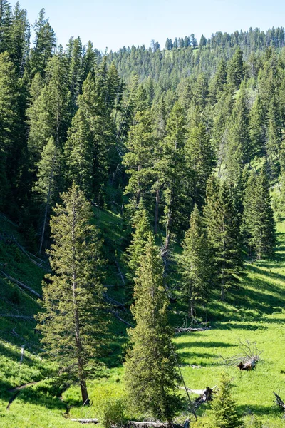 Lodgepole Pines Lamar Valley Området Yellowstone National Park Sommaren — Stockfoto