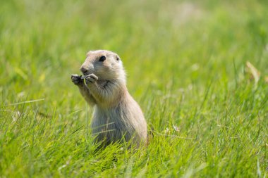 Cute prairie dog in the prairie dog town in Devils Tower National Monument, eating sunflower seeds clipart