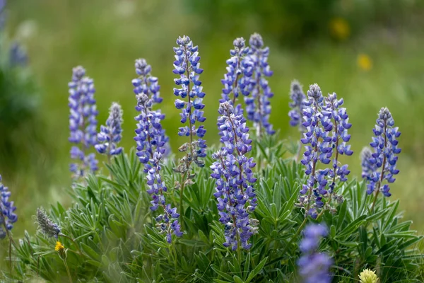 Hermosas Flores Silvestres Altramuz Morado Creciendo Wyoming — Foto de Stock
