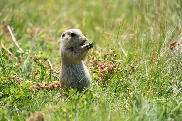 Adorable prairie dog in the Prarie Dog Town in Devils Tower National Monument, eating with his hands, standing up