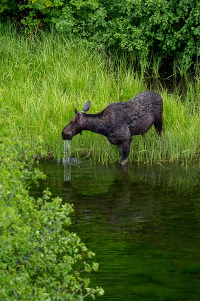 Kvinnlig Älg Dricker Ormfloden Jackson Wyoming Grand Teton National Park — Stockfoto