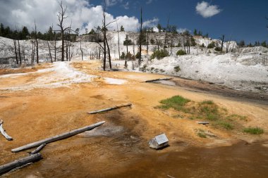 Angel Terrace, Yellowstone Ulusal Parkı 'ndaki Mammoth Kaplıcaları' nın üst teras alanının bir parçası.