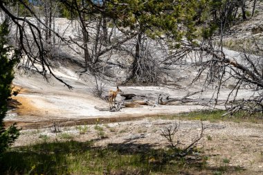 Geyik Yellowstone Ulusal Parkı 'nın Mamut Kaplıcaları teraslarını keşfediyor.