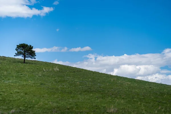 Minimalistiskt Landskap Foto Ett Ensamt Träd Kulle Custer State Park — Stockfoto