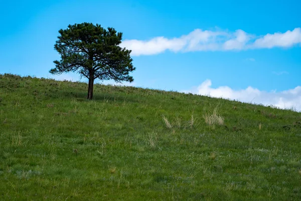 Minimalistiskt Landskap Foto Ett Ensamt Träd Kulle Custer State Park — Stockfoto