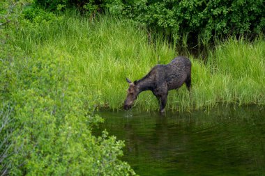 Dişi geyik (inek) Grand Teton Ulusal Parkı 'ndaki Yılan Nehri' nden su içer.