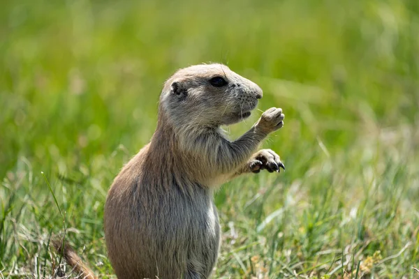 Adorable prairie dog eats grass. Taken at Devils Tower National