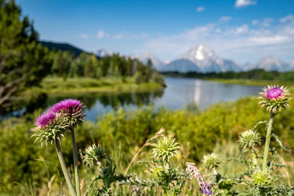 Nodding Thistle Sebuah Gulma Invasif Tumbuh Taman Nasional Grand Teton — Stok Foto