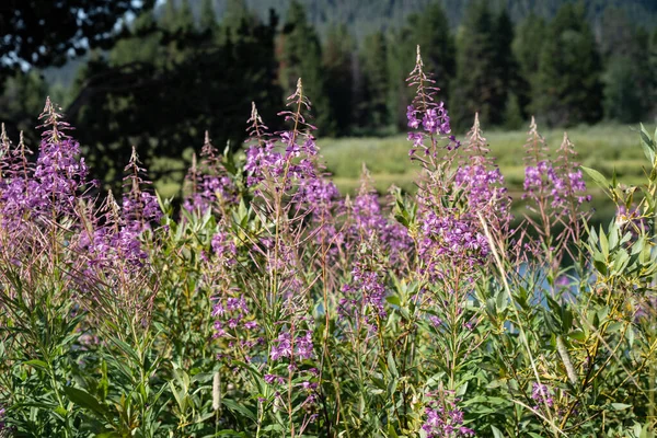 Crece Parque Nacional Grand Teton Wyoming Una Especie Willowherbs — Foto de Stock