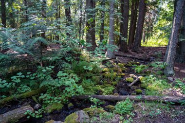 Kootenai Şelalesi boyunca yemyeşil bitki örtüsü ve Kootenai Ulusal Ormanı 'ndaki Libby, Montana yakınlarında Sallanan Köprü patikası.