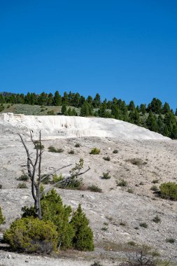 Yellowstone Ulusal Parkı 'nın kaplıcalarında yetişen ağaç ve bitki örtüsü