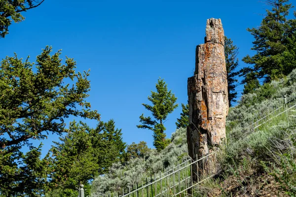 Árbol Petrificado Parque Nacional Yellowstone Durante Verano — Foto de Stock