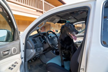Packwood, Washington - 31 Temmuz 2020: Siyah labrador Retriever köpeği Toyota Tacoma kamyonunun ön koltuğunda oturuyor ve sanki yetkili oymuş gibi davranıyor.