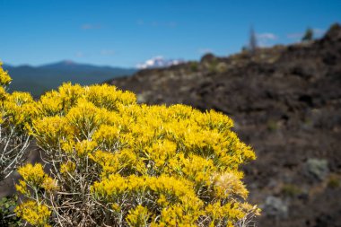 Rubber rabbitbrush, a speccies of Goldenbushes growing in Lava Lands Newberry Volcano National Monument clipart