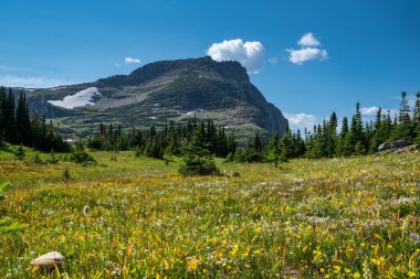 Logan Geçidi, Glacier Ulusal Parkı 'nda. Güneş Yolu' na doğru gidiyor. Öndeki kır çiçeği çayırı.