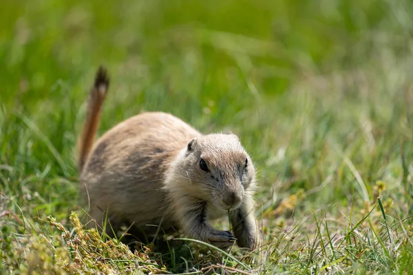 Adorable prairie dog eats grass. Taken at Devils Tower National Monumebt