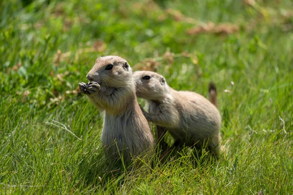 Cute prairie dogs in the prairie dog town in Devils Tower National Monument, eating sunflower seeds. Only one animal in focus, on purpose